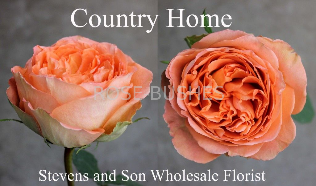 ������ ����. Country Home. (��. ����)